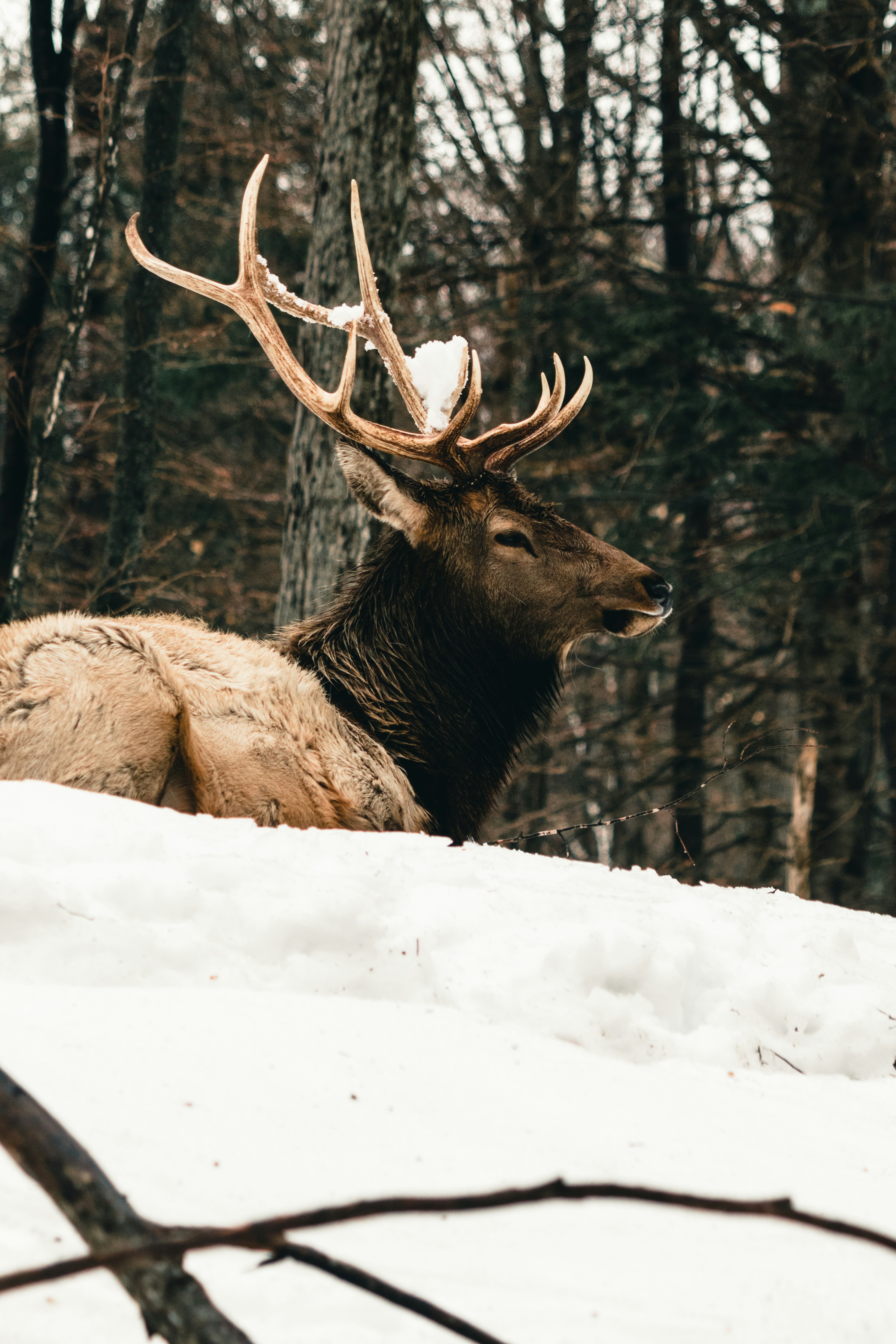 Cow Elk in the snow