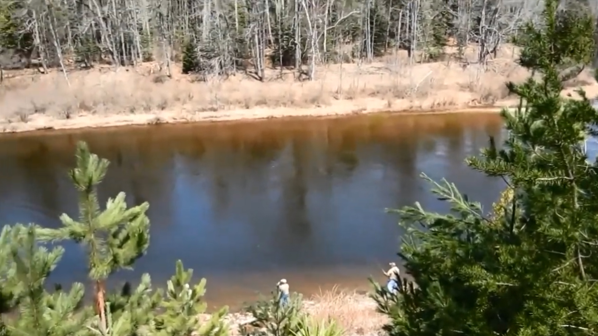 High banks view of the Au Sable River in Michigan, where steelhead are often spotted from above