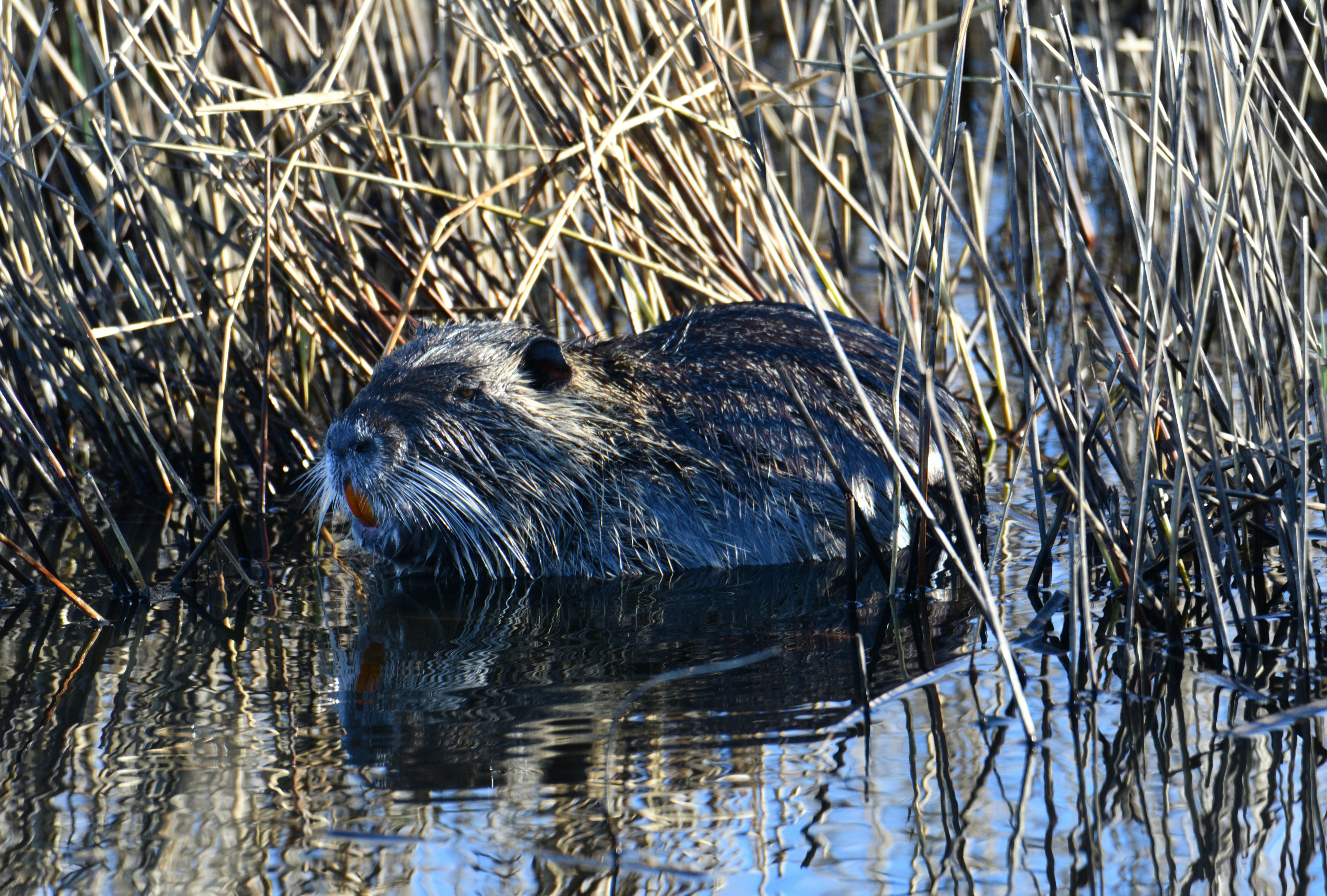 A beaver tucked into some wetland weeds, showing orange teeth