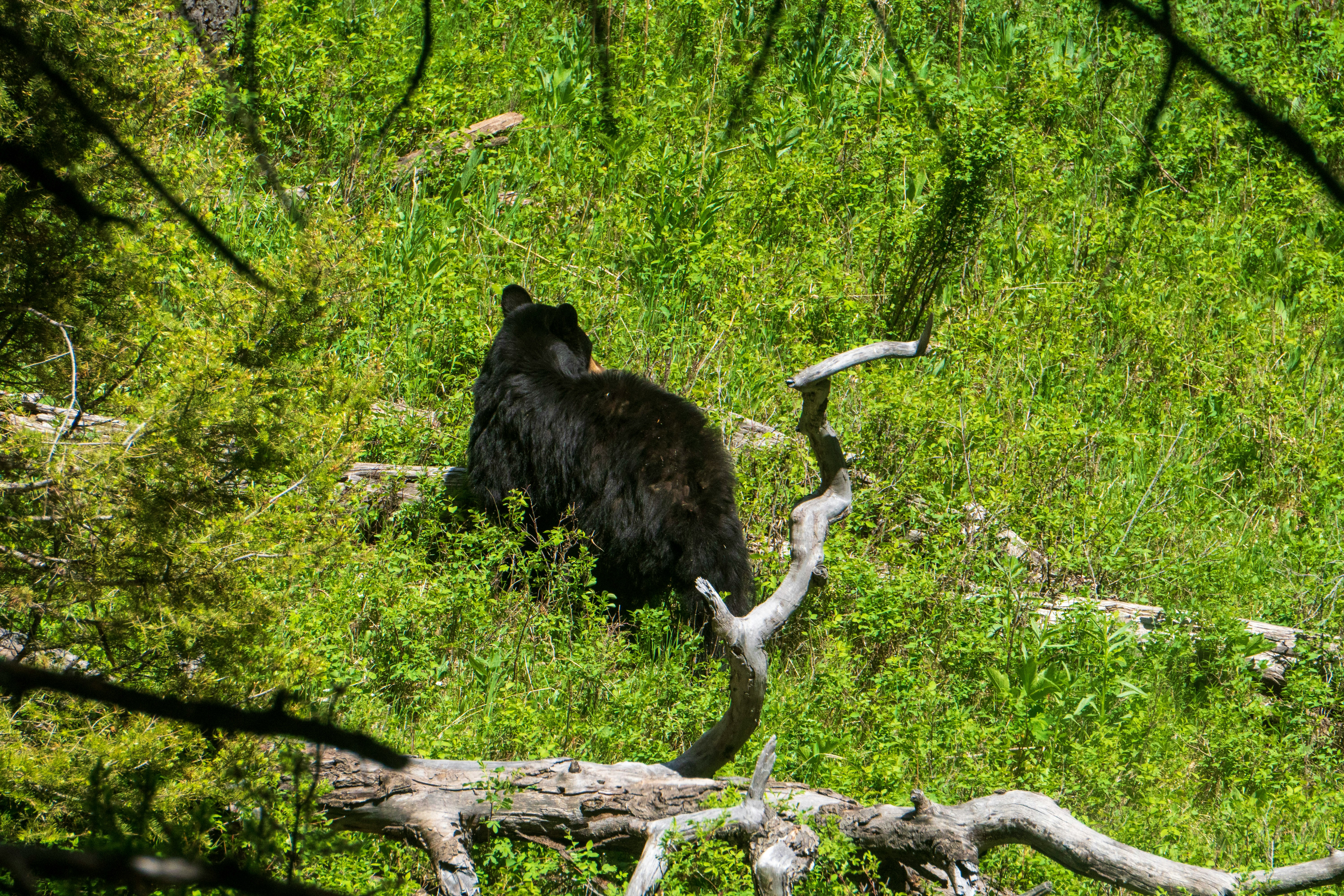 Black Bear quartering away. The perfect shot angle.
