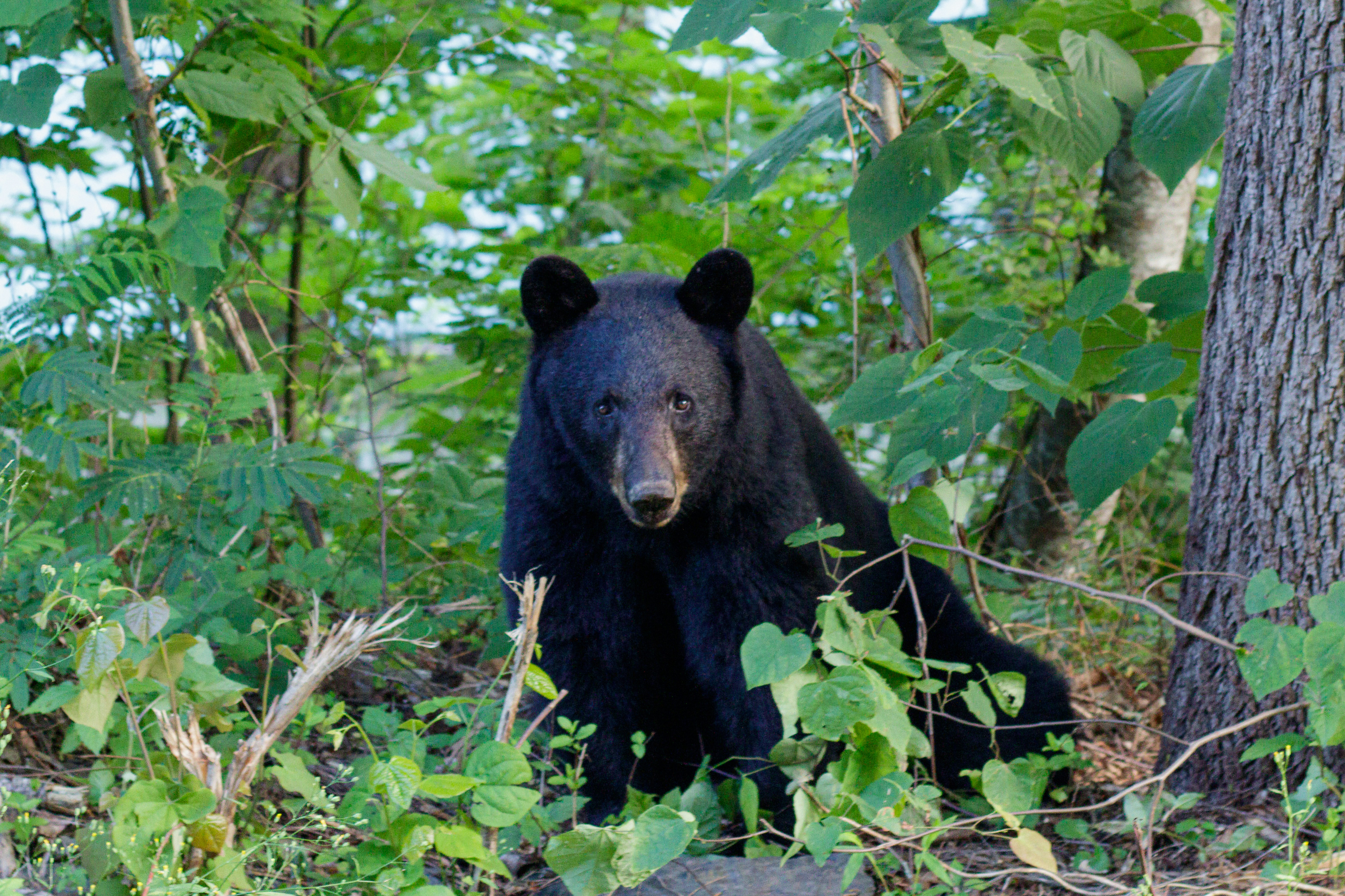 Black Bear in Michigan