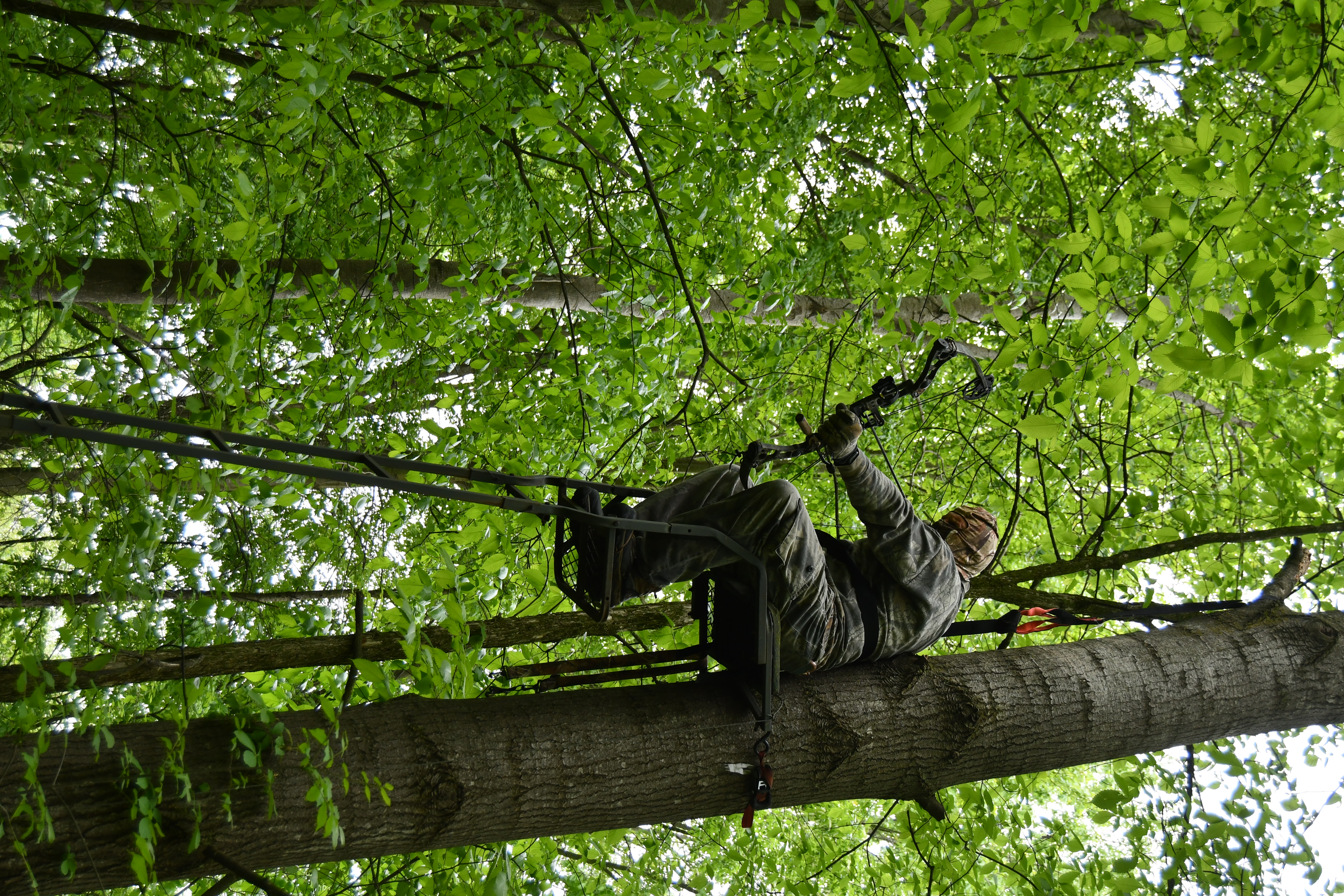 A Michigan Archery Deer Hunter in a treestand at full draw.