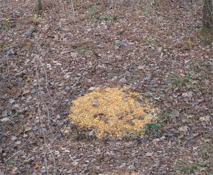 Pile of corn used illegally as bait for hunting in Michigan