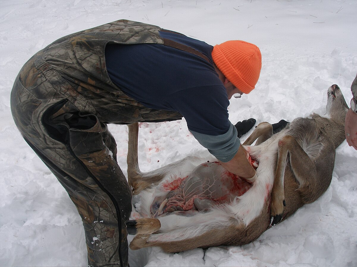 A deer on its back with a hunter field dressing it