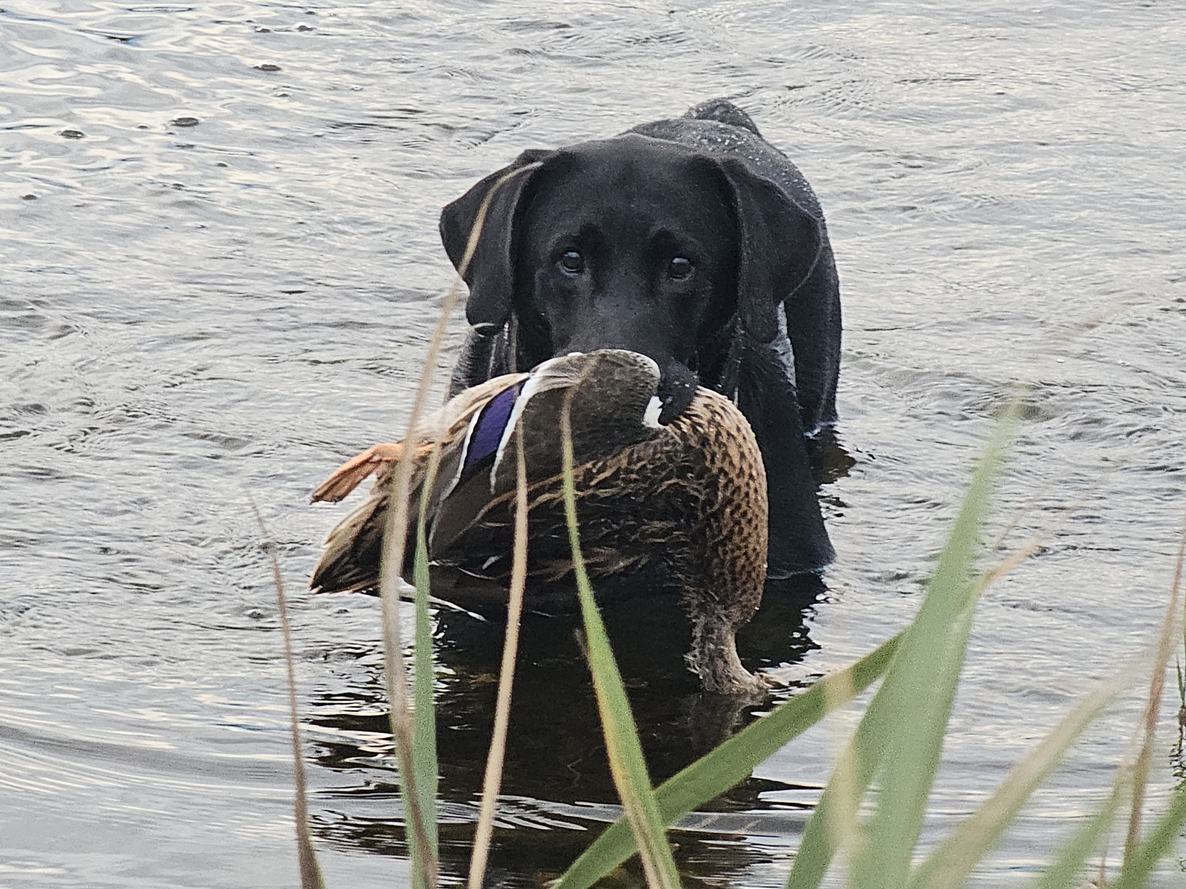 A black Lab returns a downed duck from the waters of Fish Point