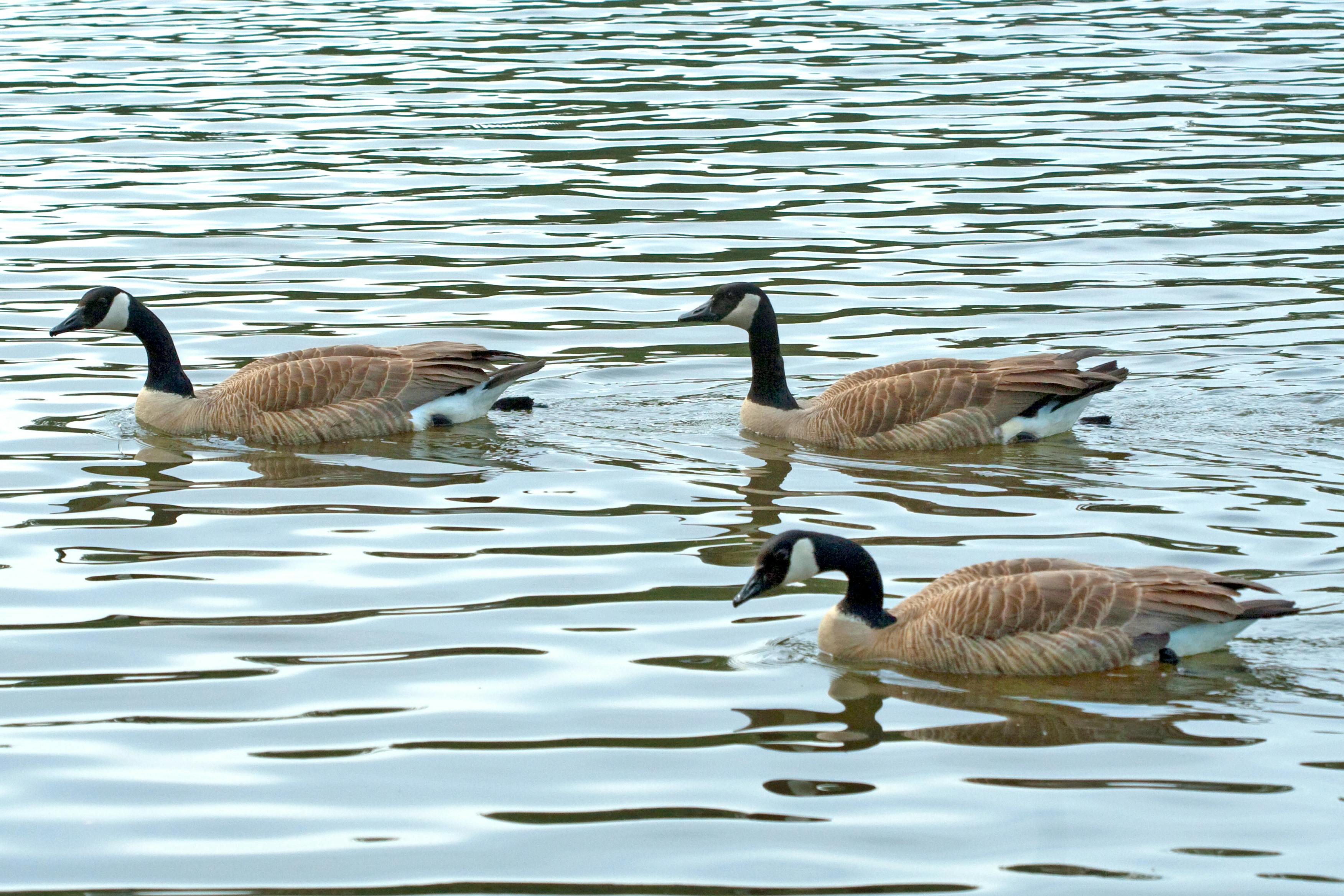 Three Canada Geese swimming on a lake.