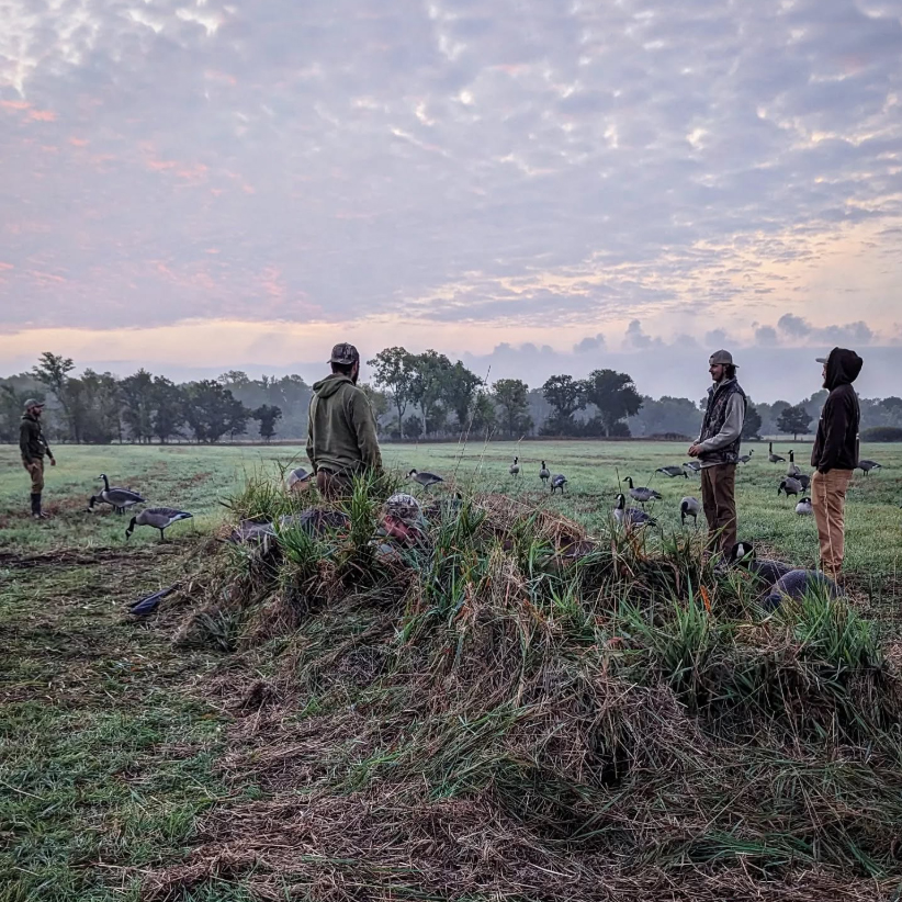 Five goose hunters stand around their goose hunting blind with a decoy spread.