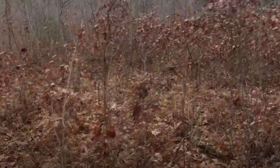 Brown leaves on grouse cover in late fall