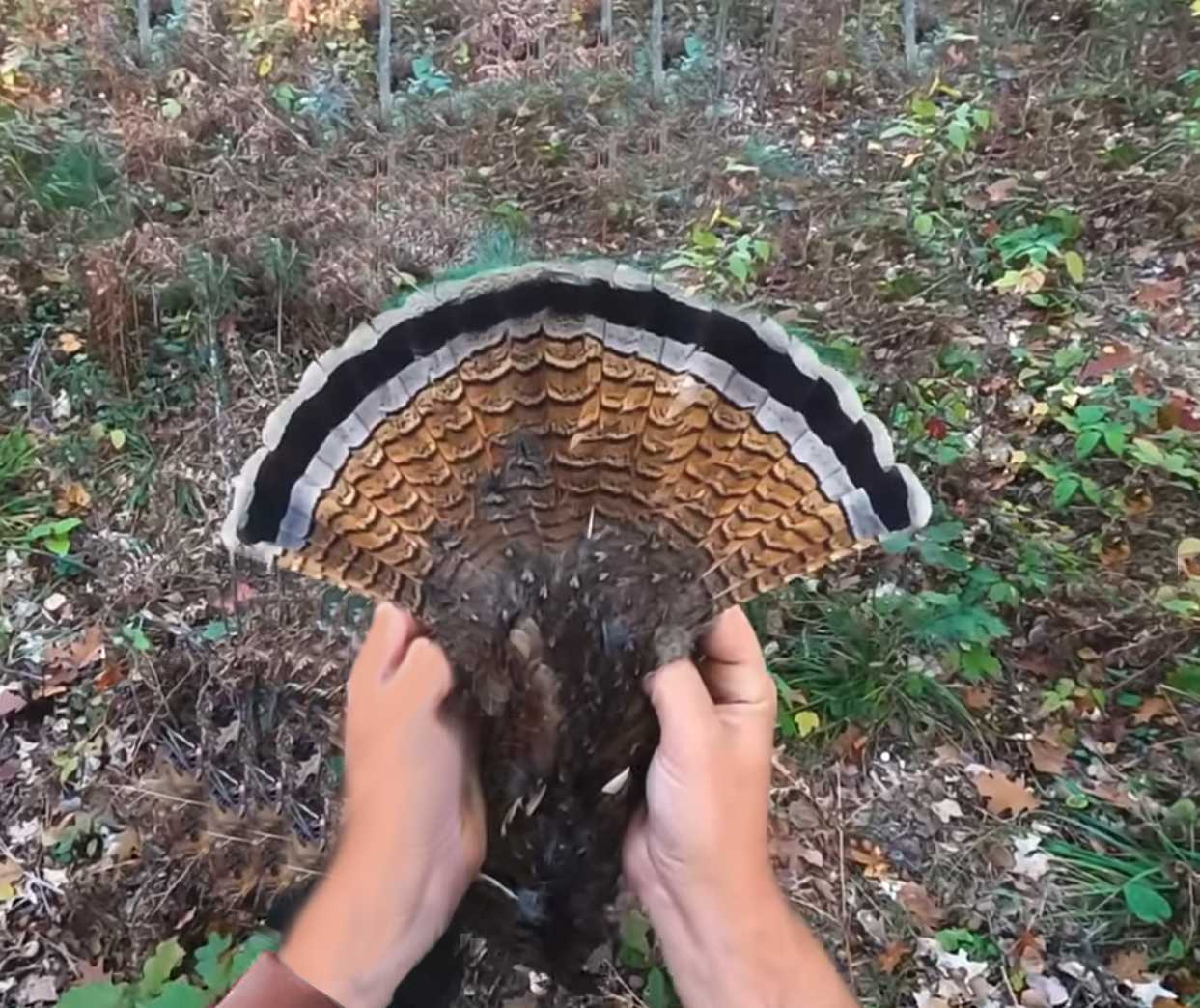 A Michigan hunter fans the tail feathers of a ruffed grouse