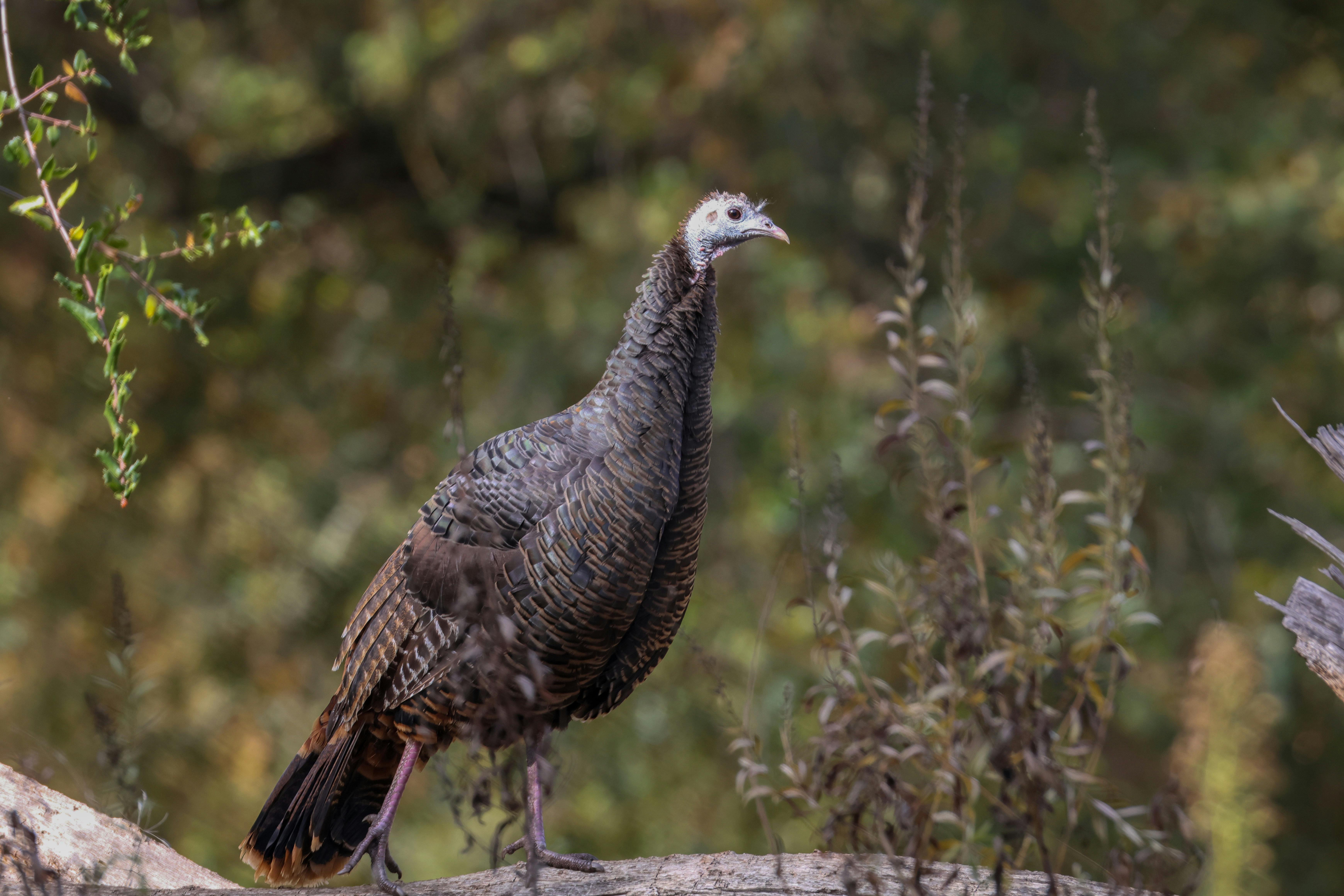 A wild hen turkey in the woods