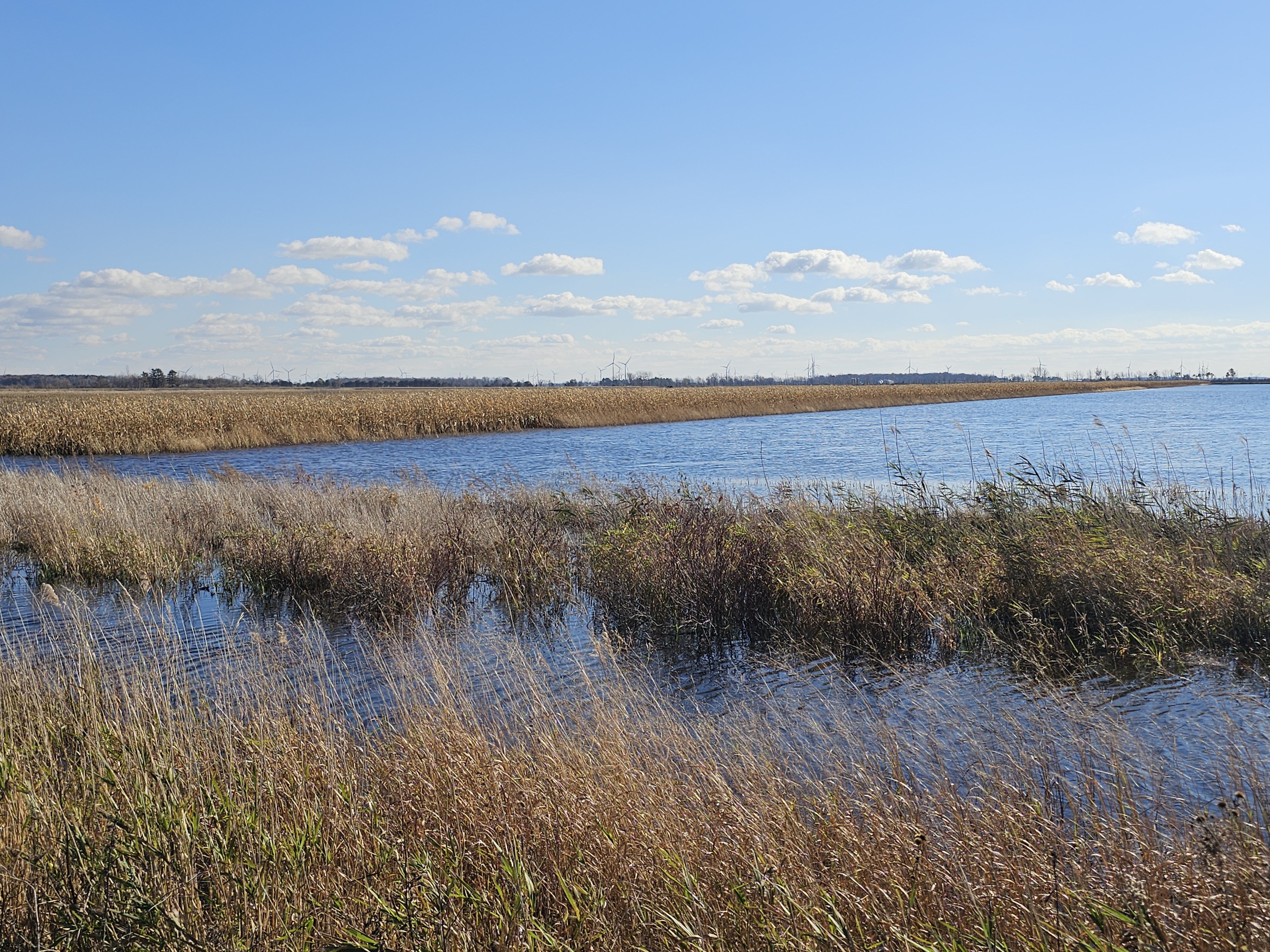 A flooded cornfield at Fish Point State Wildlife Area