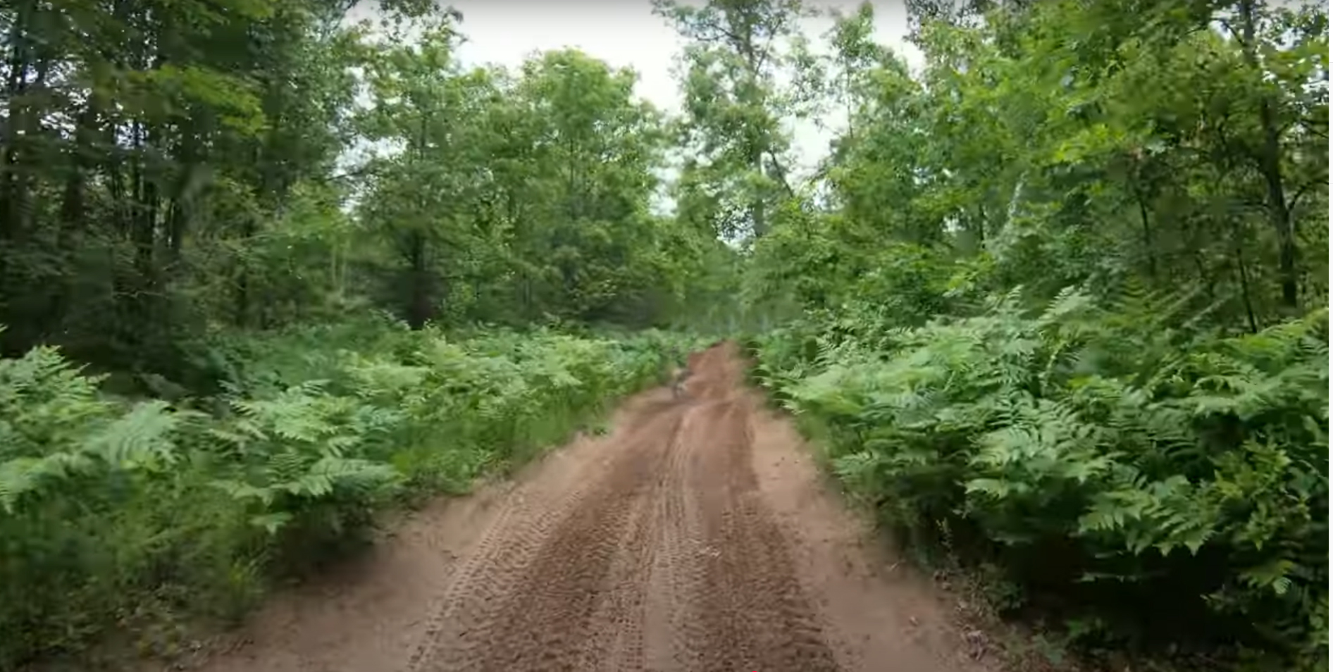 A sandy logging road winds through a Northern Michigan forest