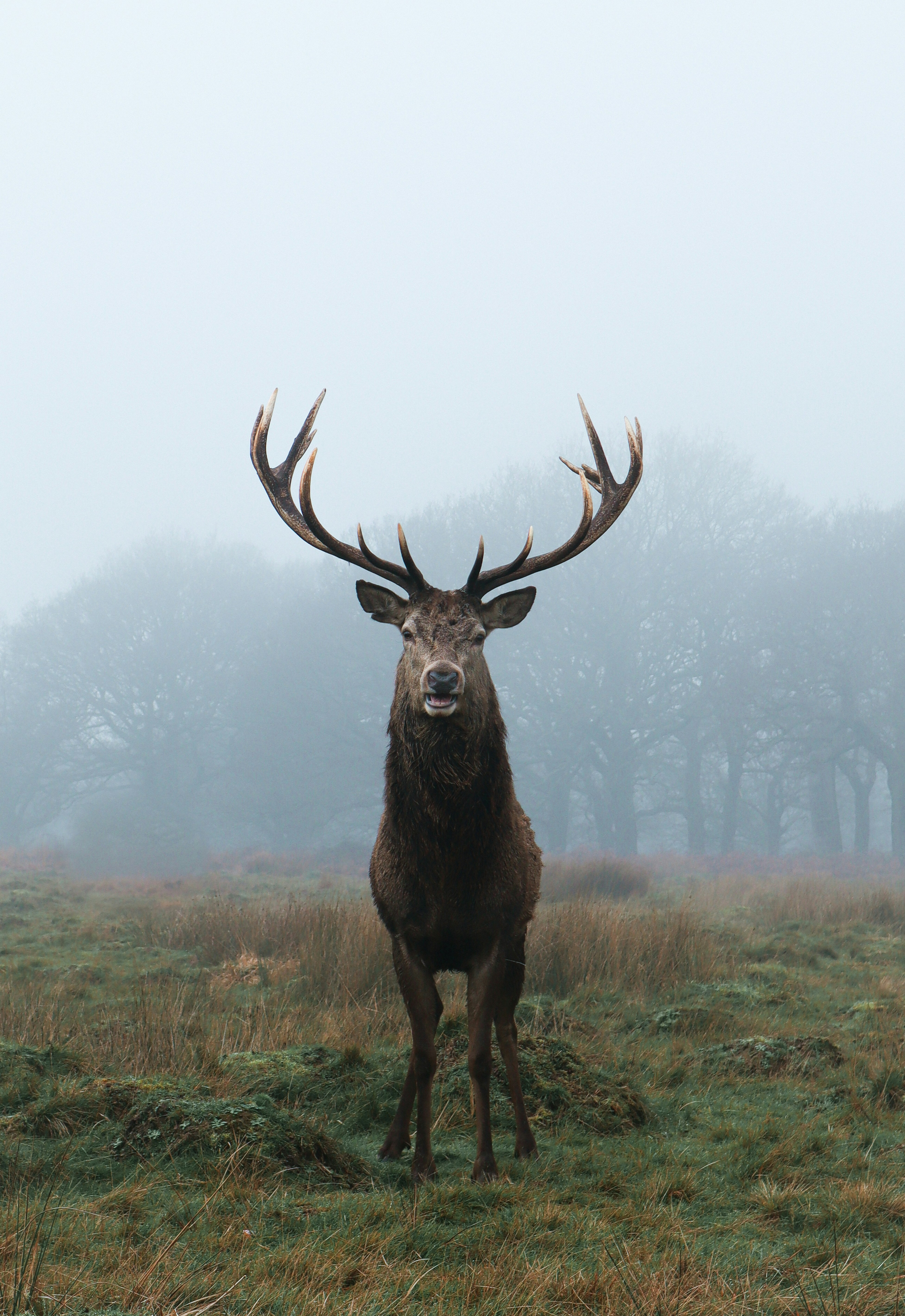 A bull elk in the Michigan forest