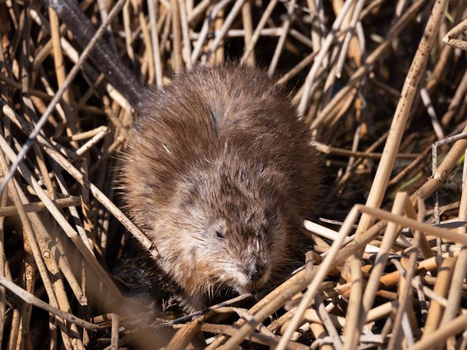 A muskrat sitting on a pile of dead vegetation