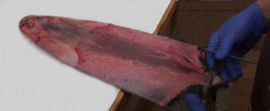 A muskrat pelt, freshly scraped, on a stretcher