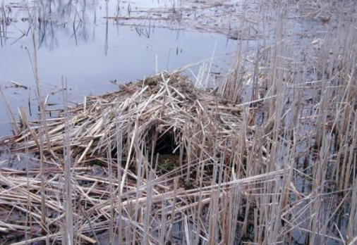 A muskrat hut in a small body of water