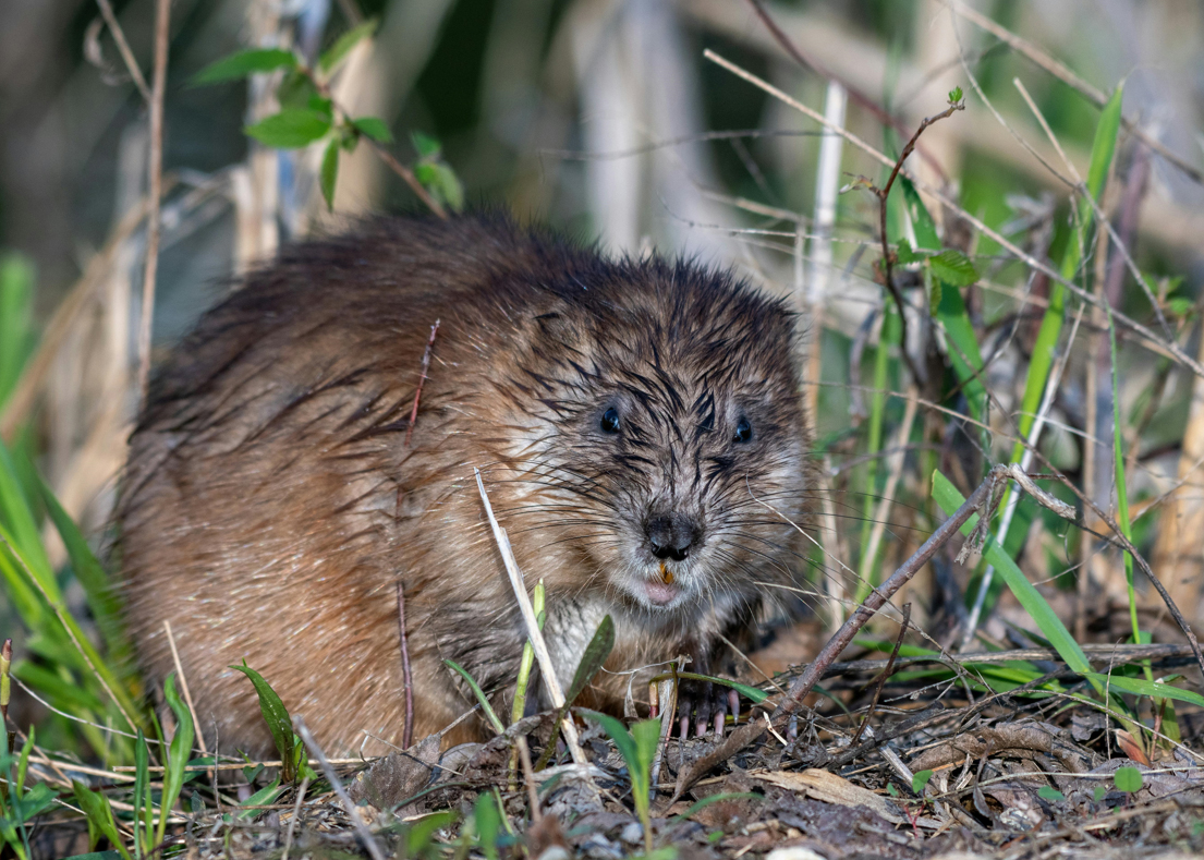 A homeowner's pond with cattails lining the shoreline.