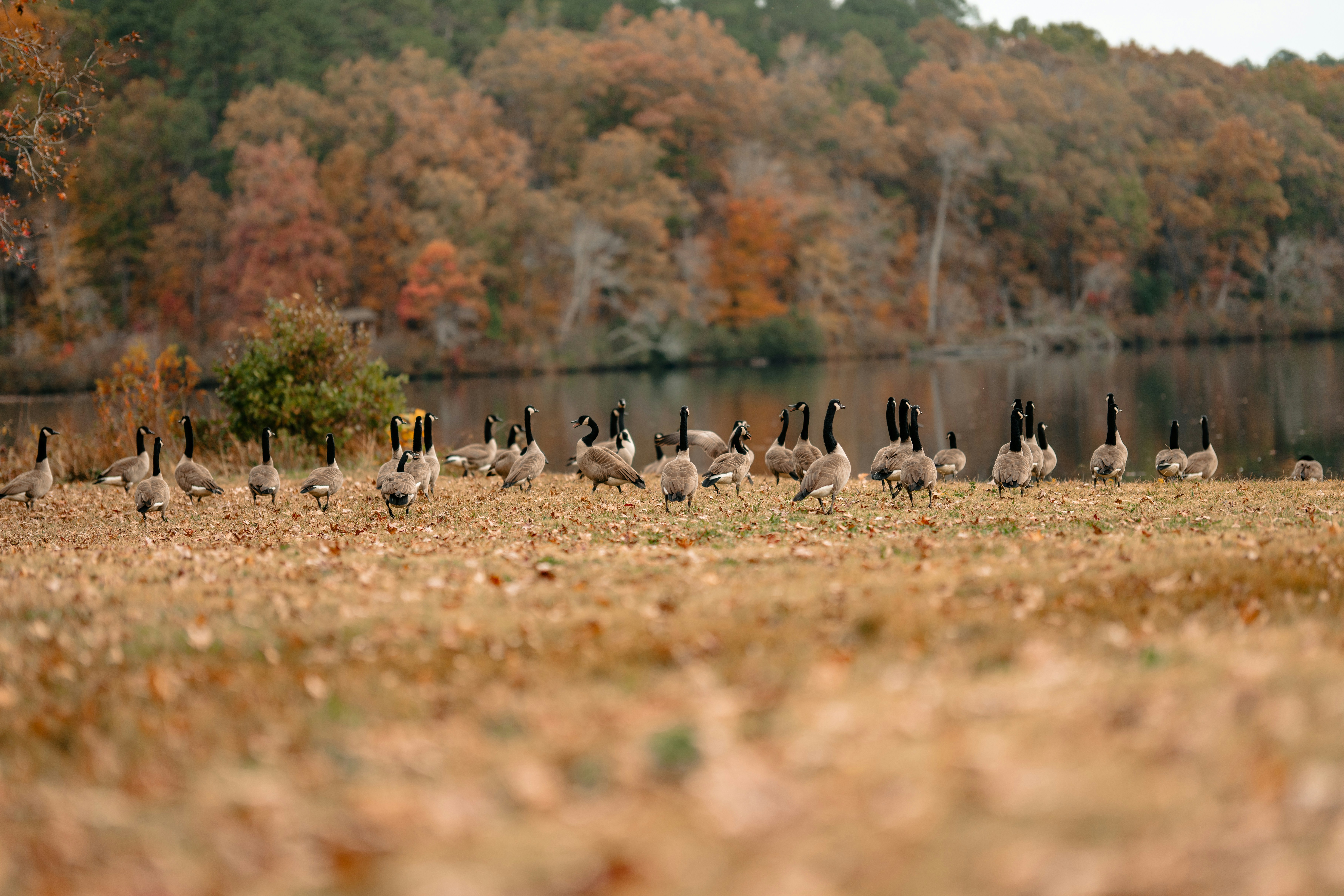 A flock of Canada Geese stand by the water's edge in Michigan.