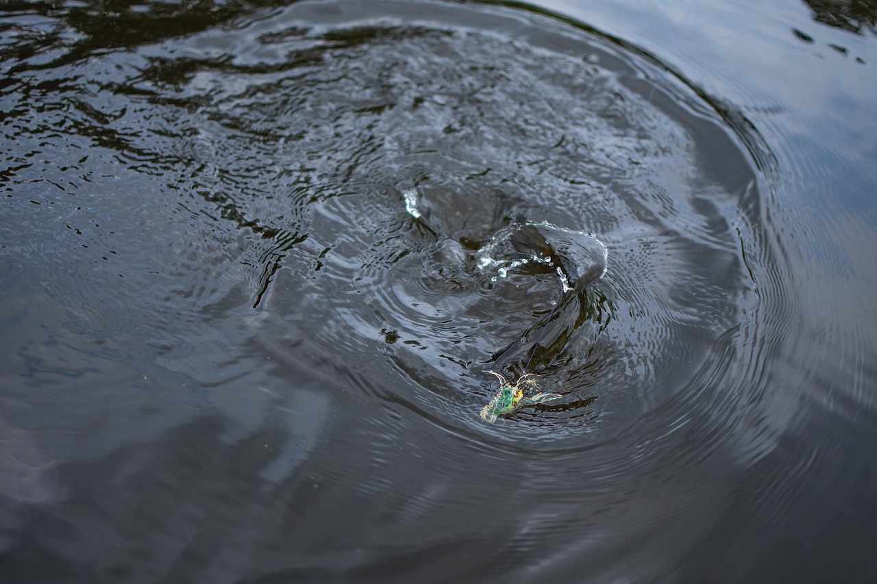 A huge topwater splash from a bass hitting a lure.