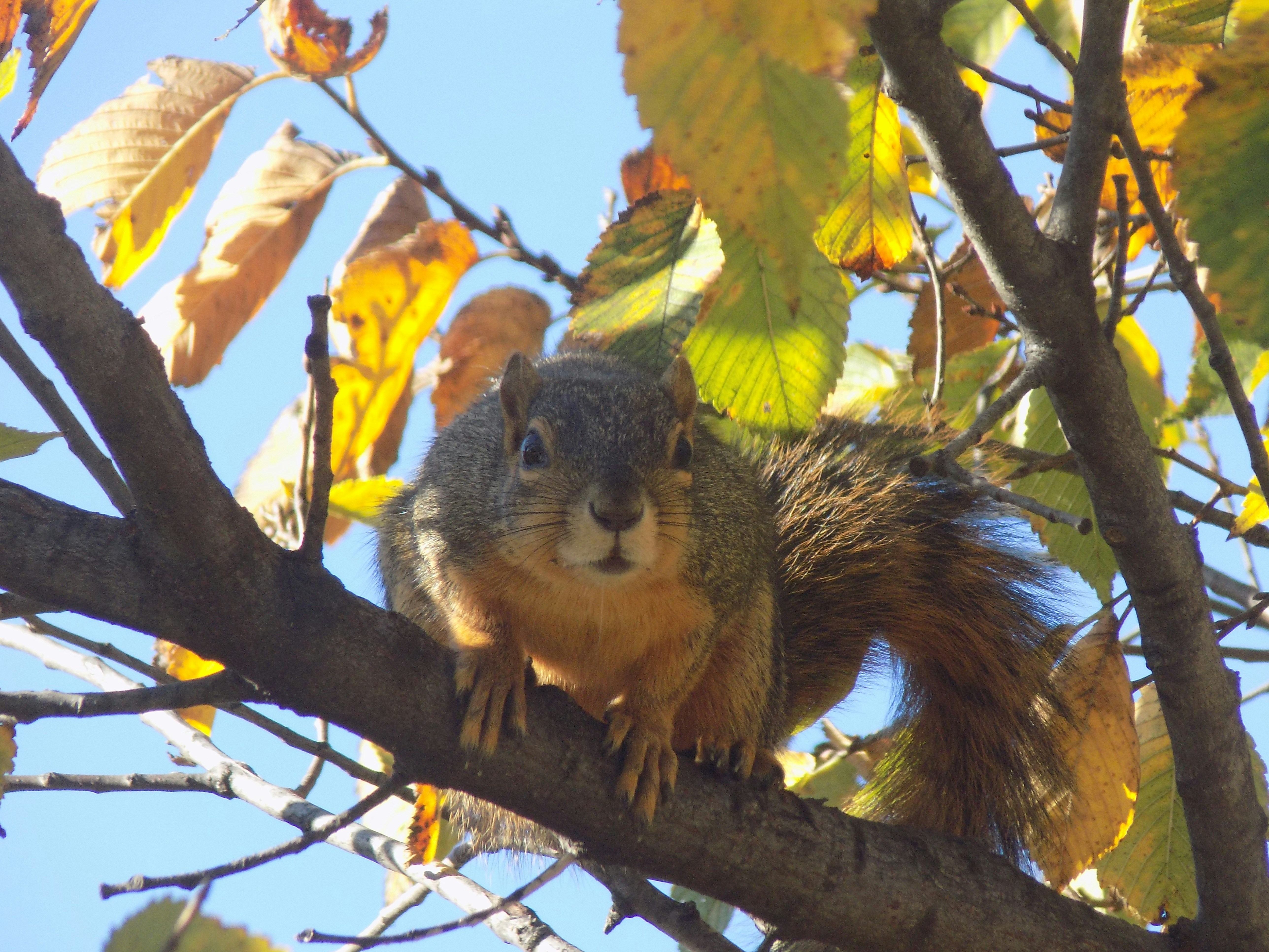 A Michigan fox squirrel on a tree branch looking through the leaves