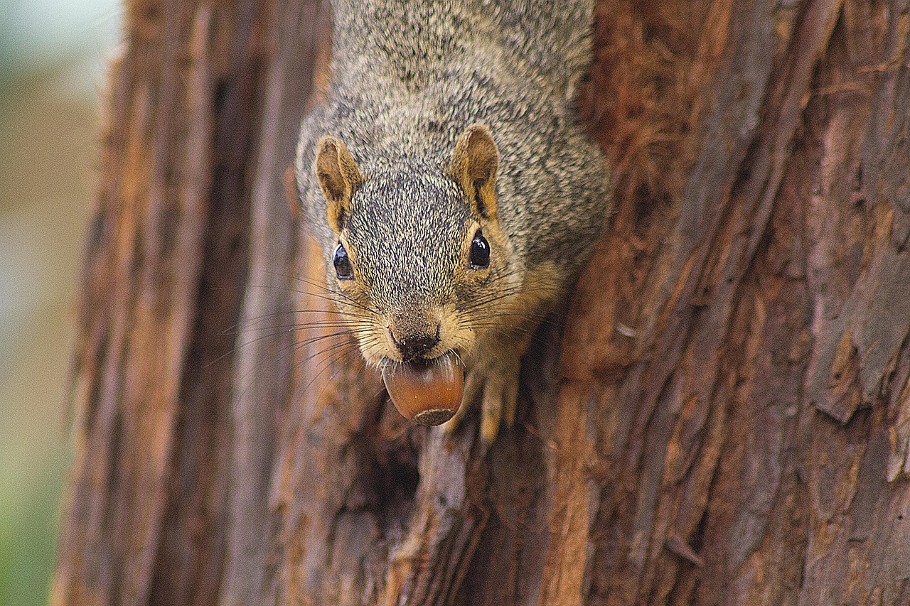 A fox squirrel climbing down a tree with an acorn in its mouth