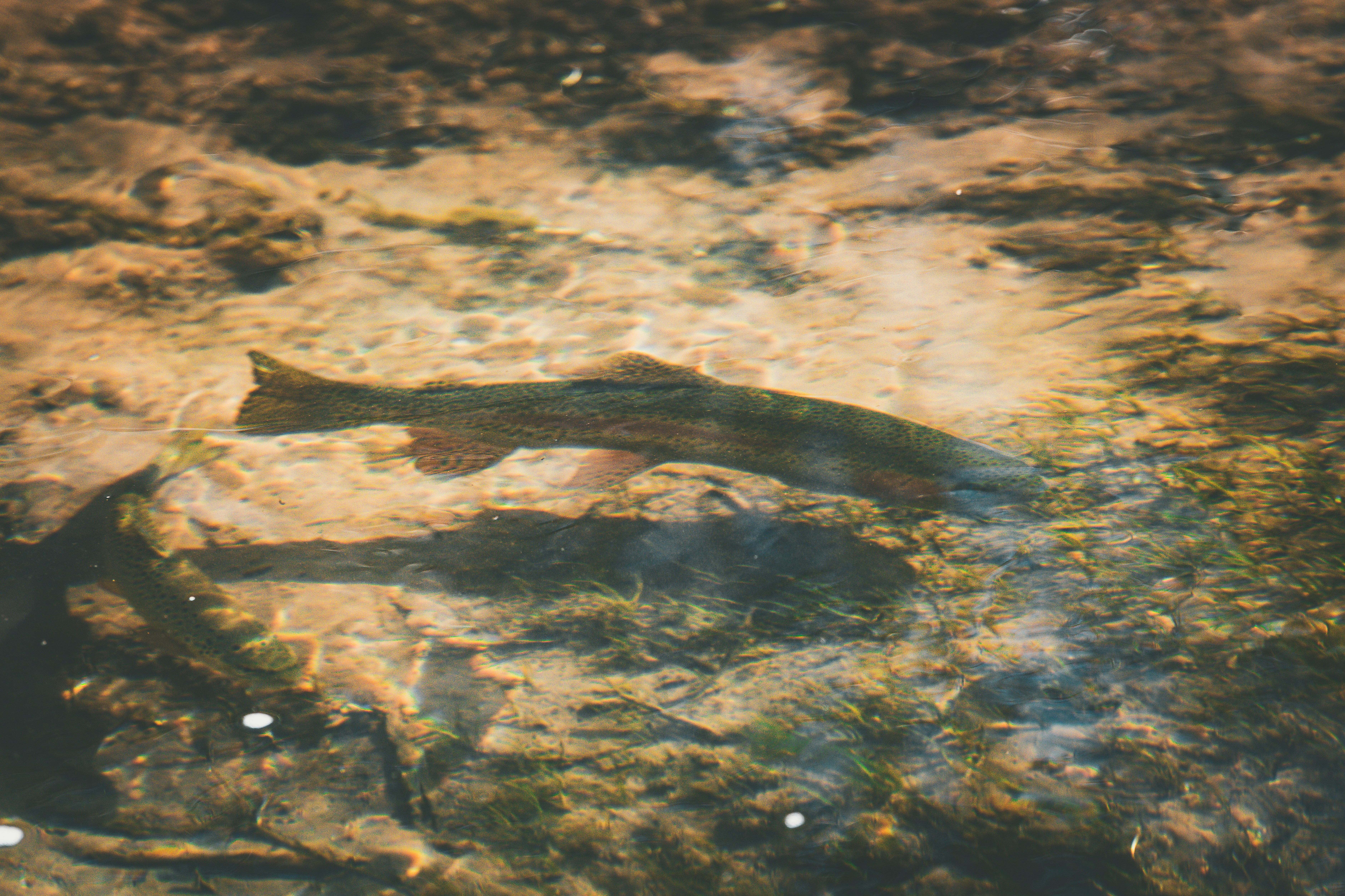 A Michigan steelhead in river, showing red stripe and spawning colors after returning from the Great Lakes