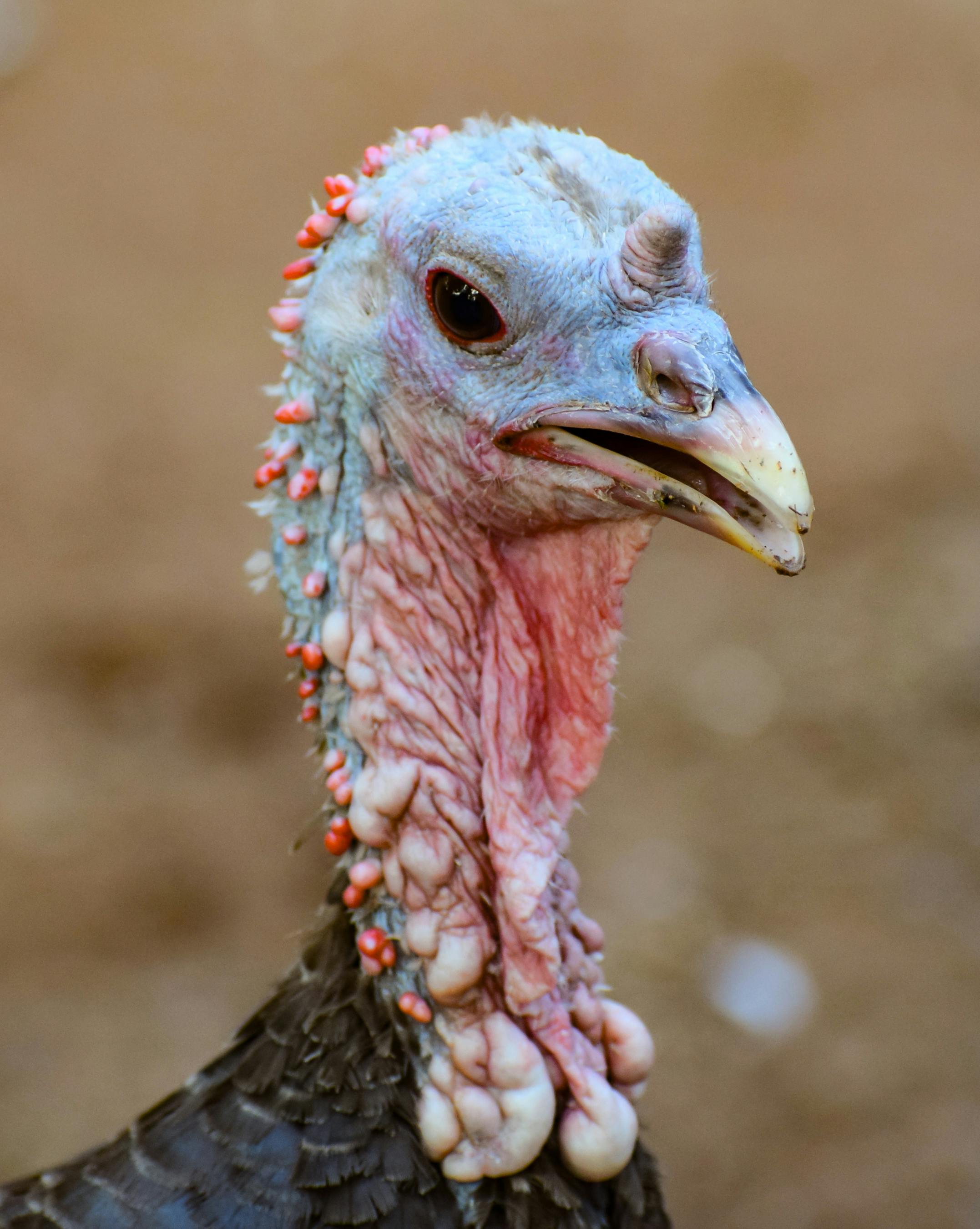 The head of a wild Turkey