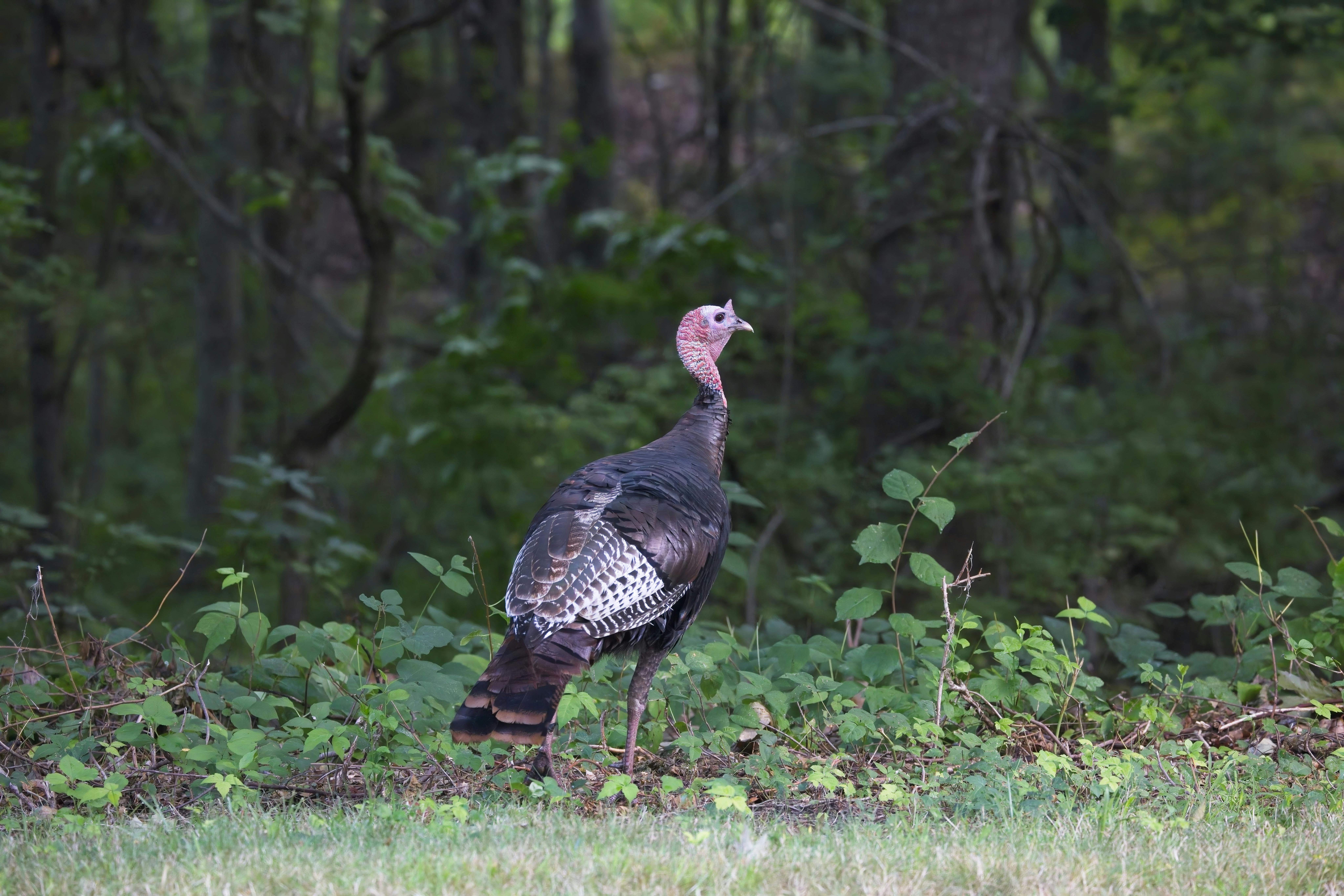 Wild turkey in Michigan forest during fall hunting season