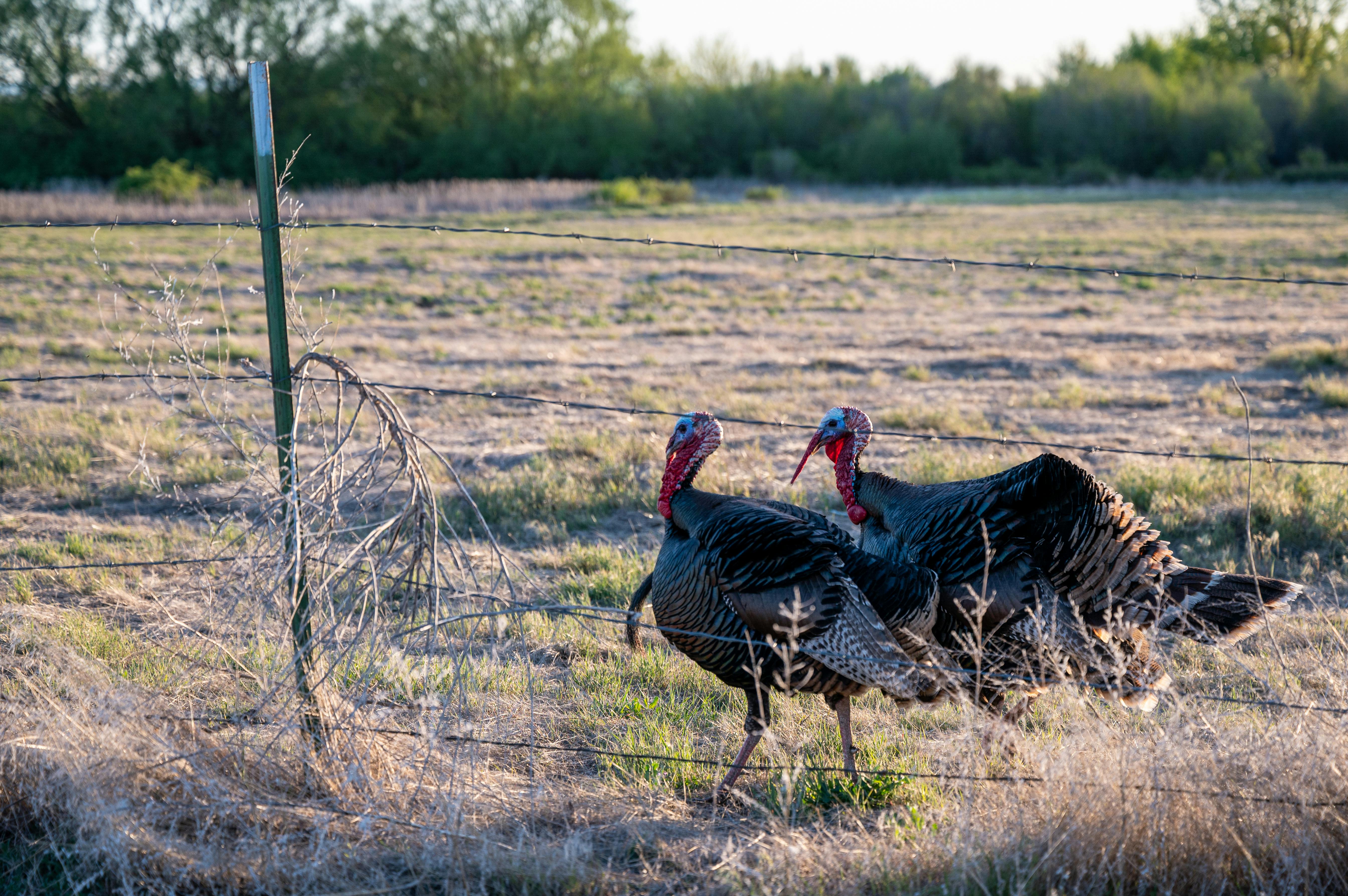 Two gobblers in a field next to a fence