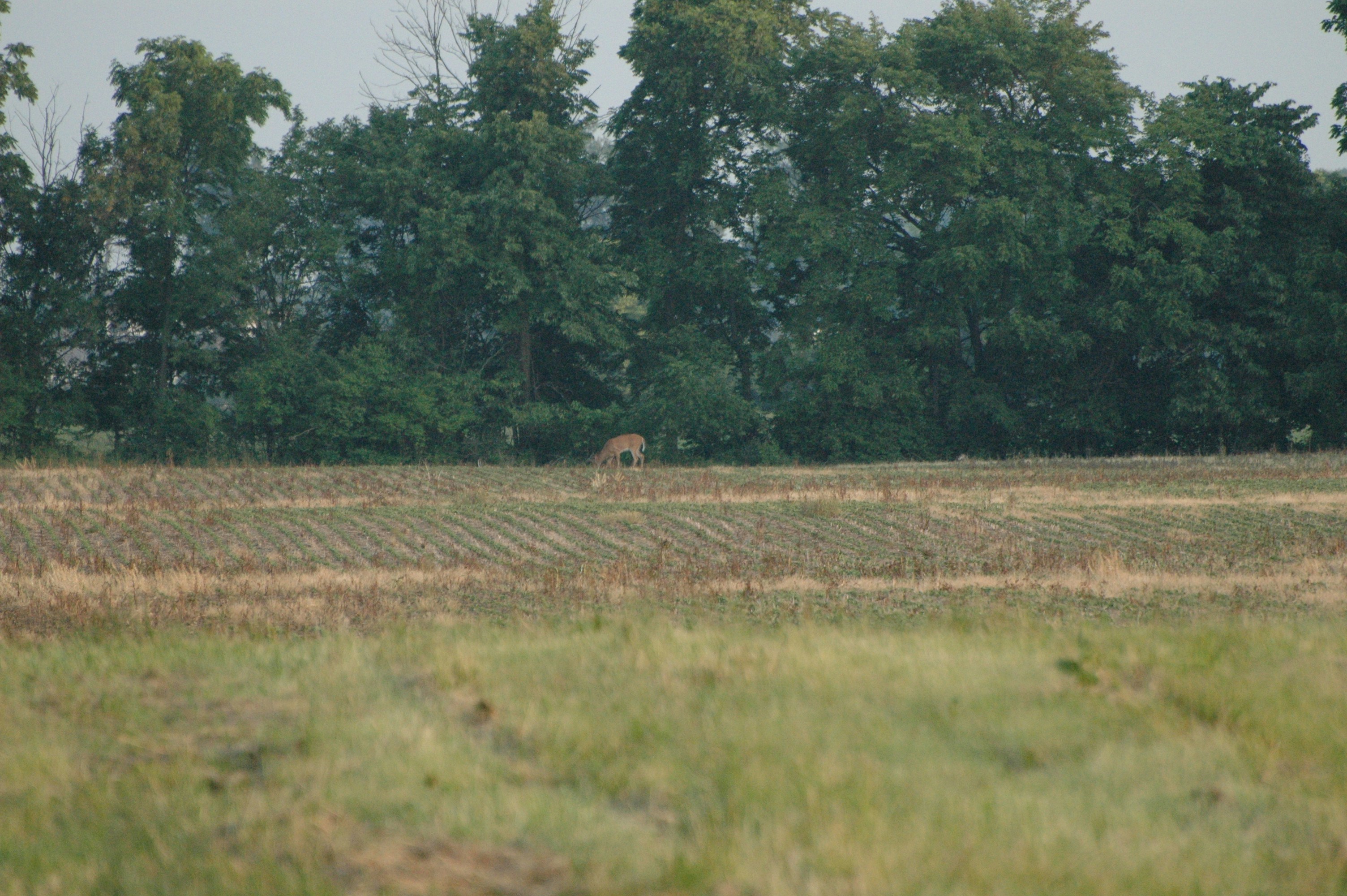Michigan whitetail deer in field perfect target for straight-wall rifle hunting