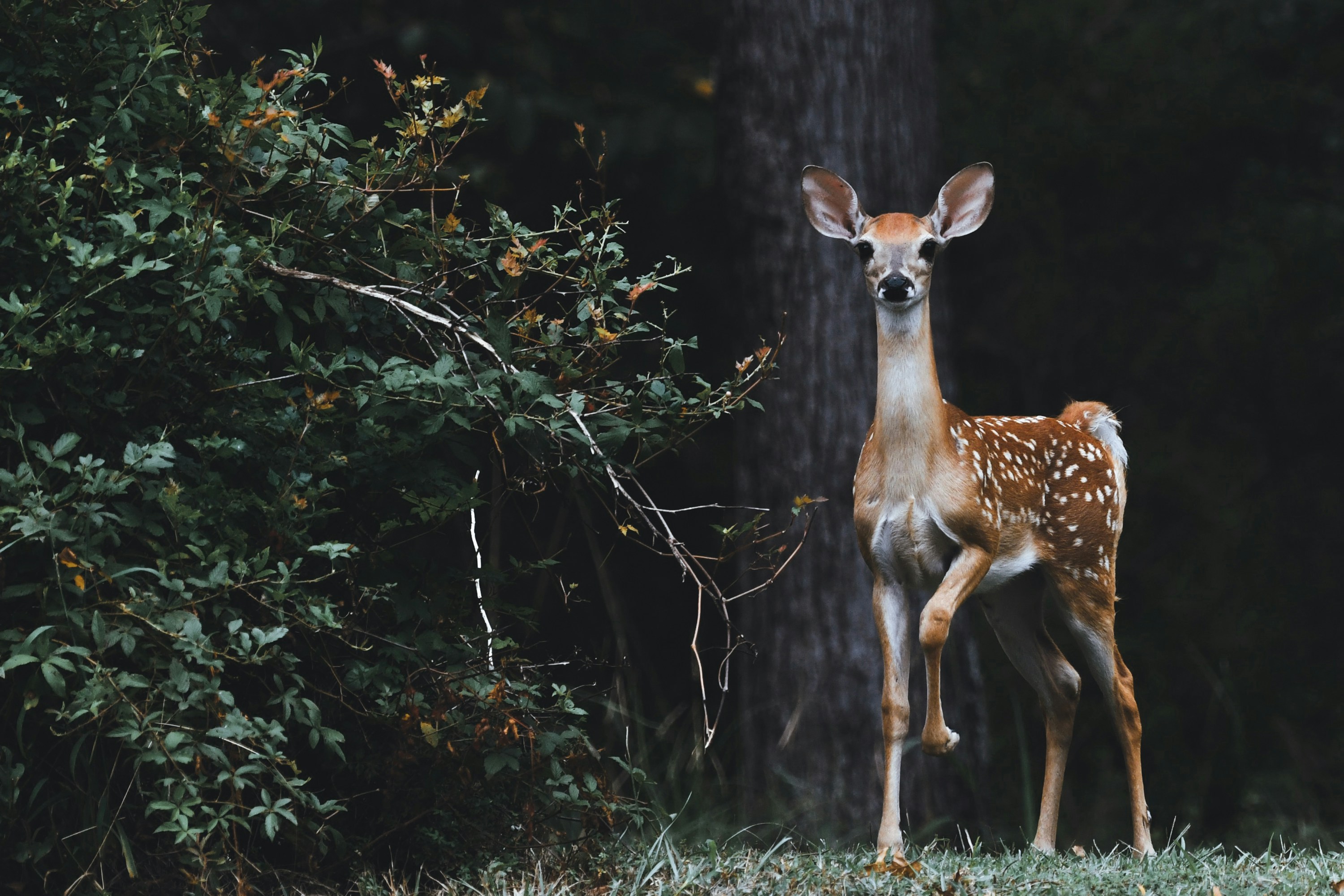 White tail deer fawn