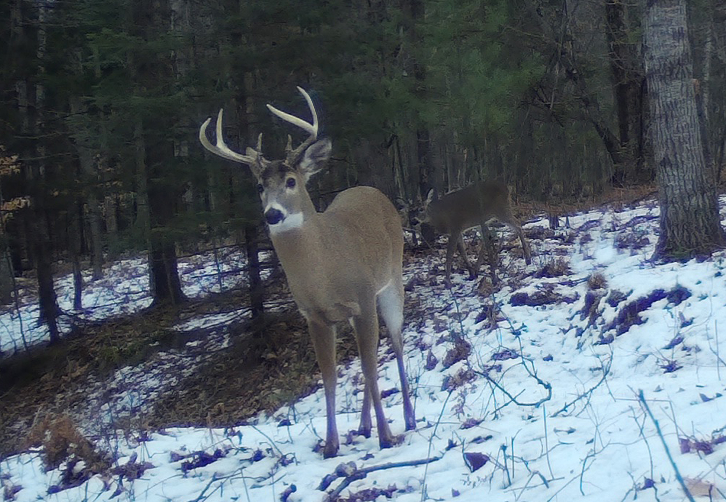 Six-point buck walking through the early winter woods.