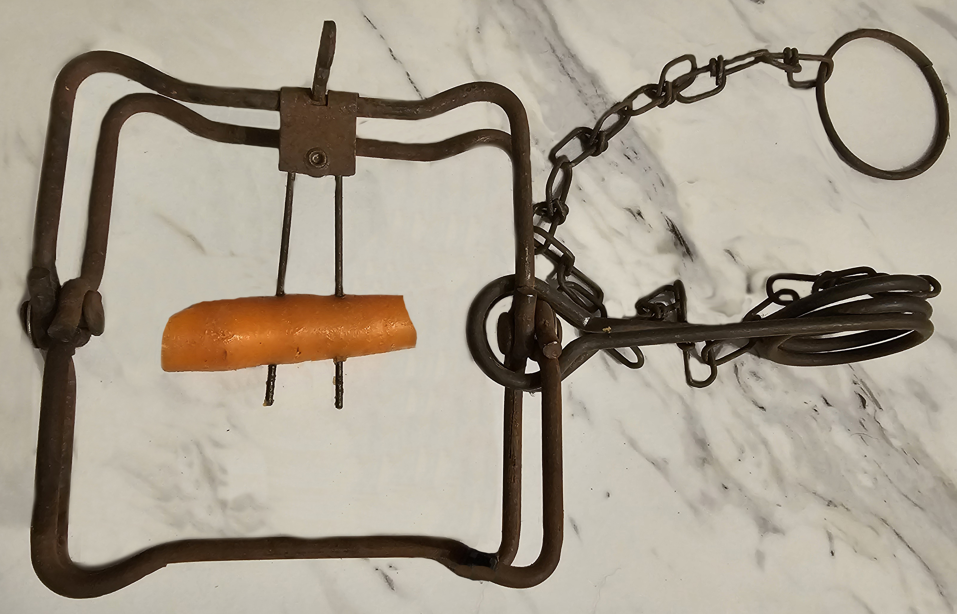 a piece of carrot on the trigger of a 110 conibear trap