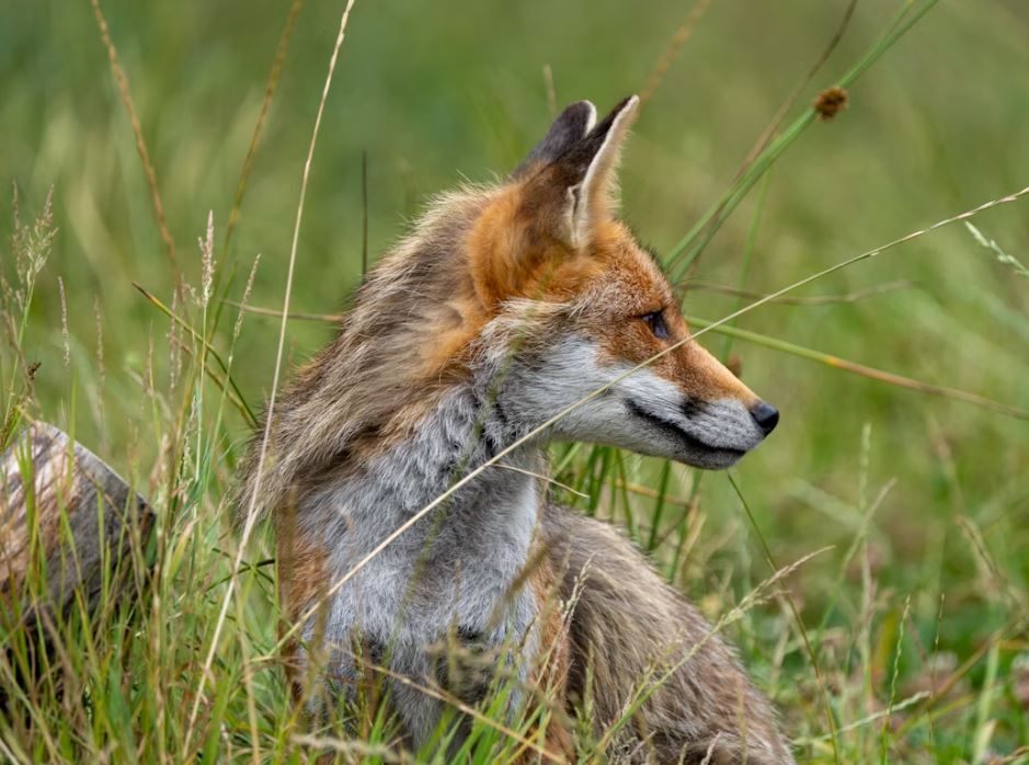 A red fox sitting in a fallow field, looking through the weeds