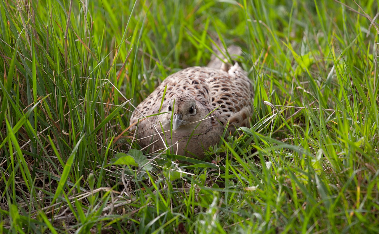 A hen ringneck pheasant sits on her nest relying on coyotes to control fox populations