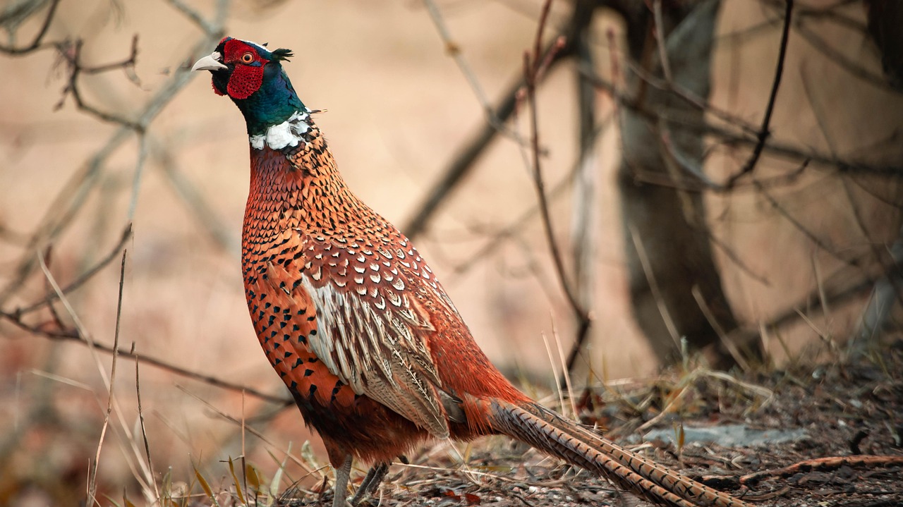 Ring-necked pheasant rooster benefits from higher coyote population in southern Michigan