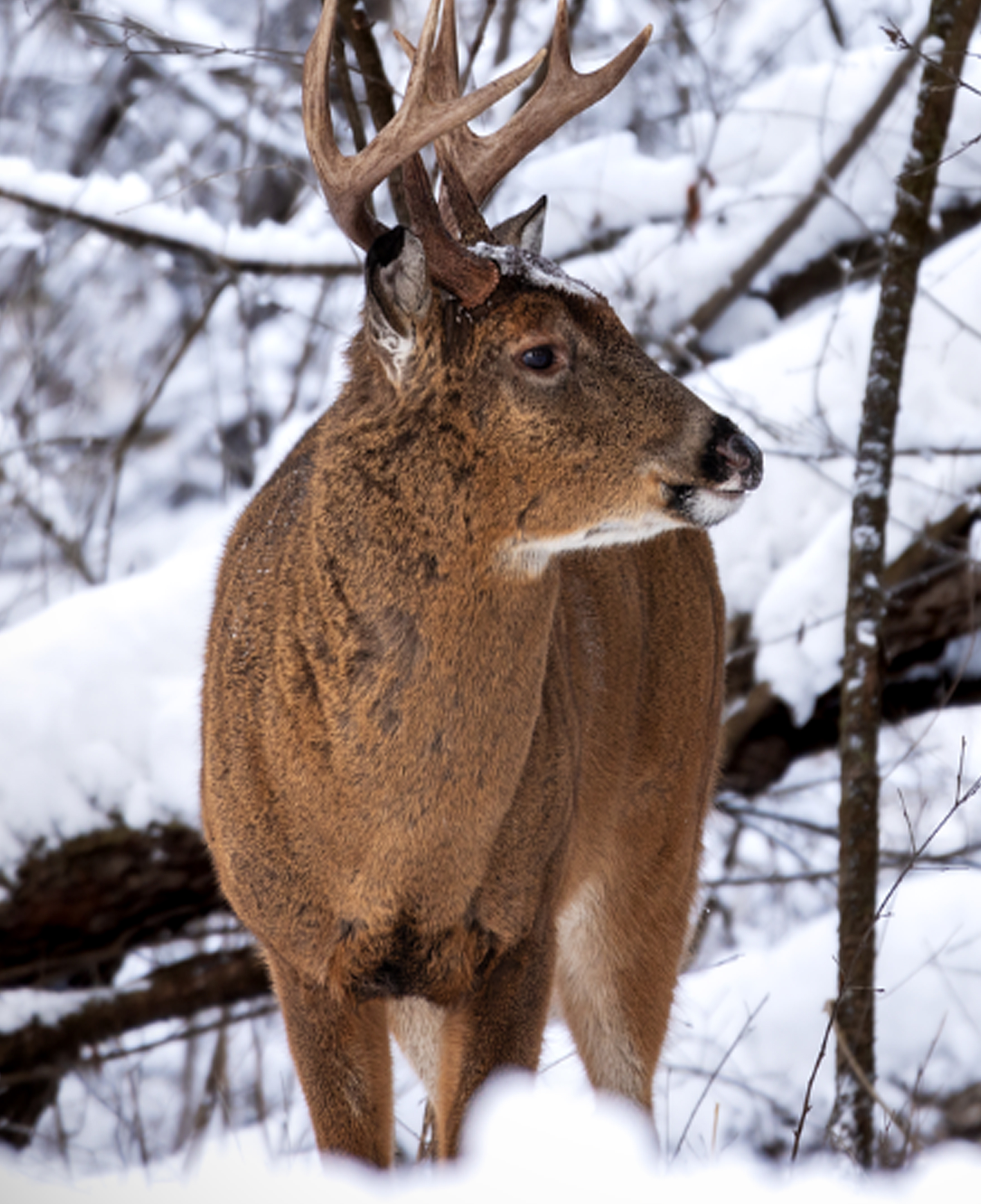A large whitetail buck standing in a snowy Michigan forest